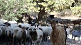 Greece orders nationwide restrictions to fight 'goat plague'