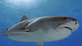 5 shark attacks were reported near Long Island over 2 days. There were only 8 total shark attacks in New York in all of last year.