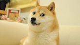 Muere 'Kabosu', perrita japonesa de los memes y del 'Dogecoin'