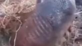 É possível reanimar um tatu congelado? Médico veterinário da UCS explica vídeo que viralizou na Serra | Pioneiro
