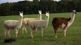 Llama nanobodies can target HIV-1 strains & Sun starts next solar cycle halfway throught current one