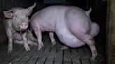 Cerdos con graves deformaciones y maltratados en una "nueva granja del terror" denunciada en Burgos