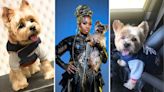 Missy Elliott admits she postponed tour to care for beloved dog