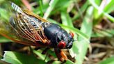 Cicadas are so noisy in one South Carolina county that people are calling 911, sheriff says