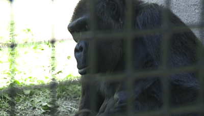 PHOTOS and VIDEO: Birthday surprise for one of the Cleveland Zoo's oldest animals