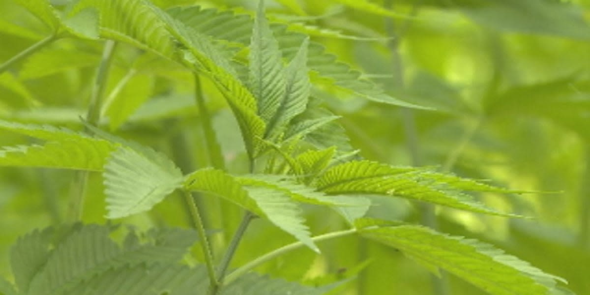 Georgia governor signs legislation to regulate hemp industry