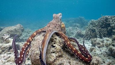 REVIEW | OPINION: ‘Secrets’ dives deep into octopus’ world | Arkansas Democrat Gazette