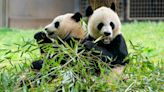 2 new giant pandas are returning to Washington’s National Zoo from China by the end of the year