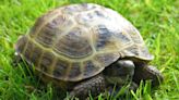 Urgent hunt for escaped tortoise called Leo