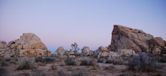 Joshua Tree National Park