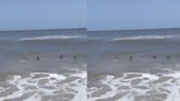 Woman captures moment sharks swim 'crazy' close to shore at Florida beach: 'It happens all the time'