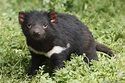 Tasmanian Devil Facts