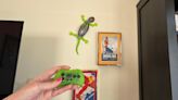 This Robotic Lizard Climbs Walls and is Now One of My Favorite Indoor Toys