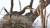 Why are blue herons killing each other in the Detroit River?