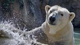 NC Zoo’s beloved male polar bear, Payton, dies just short of his 20th birthday