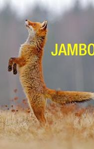 Jambo