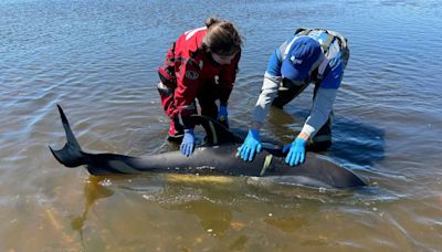 Dolphin mass stranding on Cape Cod found to be the largest in US history | World News - The Indian Express
