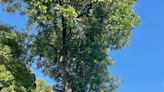 美國榆樹、白蠟樹… 伊州10類樹種瀕臨滅絕