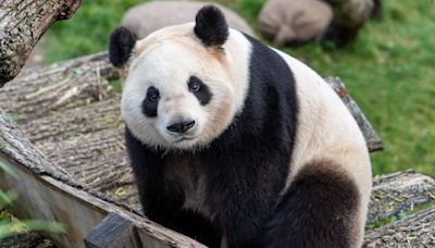 Finland Zoo To Return 2 Giant Pandas To China Because They Are Too Expensive To Keep