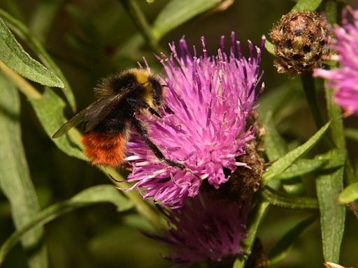 National restoration project yields return of rare bumblebee after halting century-long loss of critical habitat: 'Many old meadows have been plowed up and re-seeded'