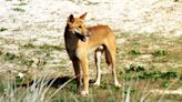 Why farmers fear cross-border dingo 'explosion'