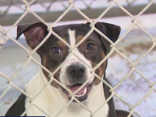 South Houston animal shelter in crisis? Residents demand answers