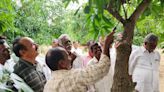 Chittoor’s mango farmers told to focus on post-harvest management for better yield