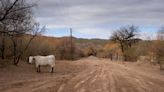 BLM plan to renew grazing allotments near the San Pedro River imperils habitat, groups say