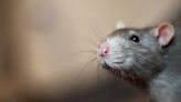 ¿A las ratas les gusta la música? Estudio revela que perciben ciertas notas