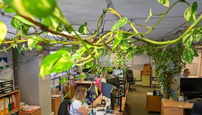 Office plant potted 15 years ago grows more than 300ft long