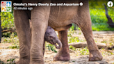 Elephant mom confidently helps newborn to her feet. See baby join herd at Nebraska zoo