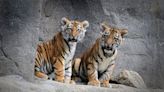 Nacieron dos cachorros de tigre de Amur en un zoológico y las tiernas fotos recorren el mundo