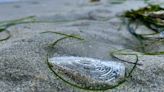 Velella velellas, or ‘by-the-wind sailors,’ spotted again in San Diego