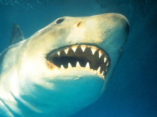 The 7 best shark movies to thrill your summer and where to watch them