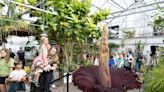 Bloom of rare corpse flower draws thousands to Colorado State University campus