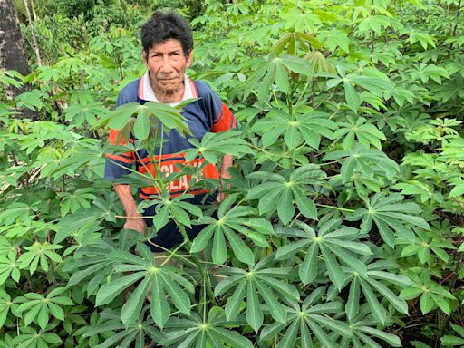 Cassava: The perilous past and promising future of a toxic but nourishing crop