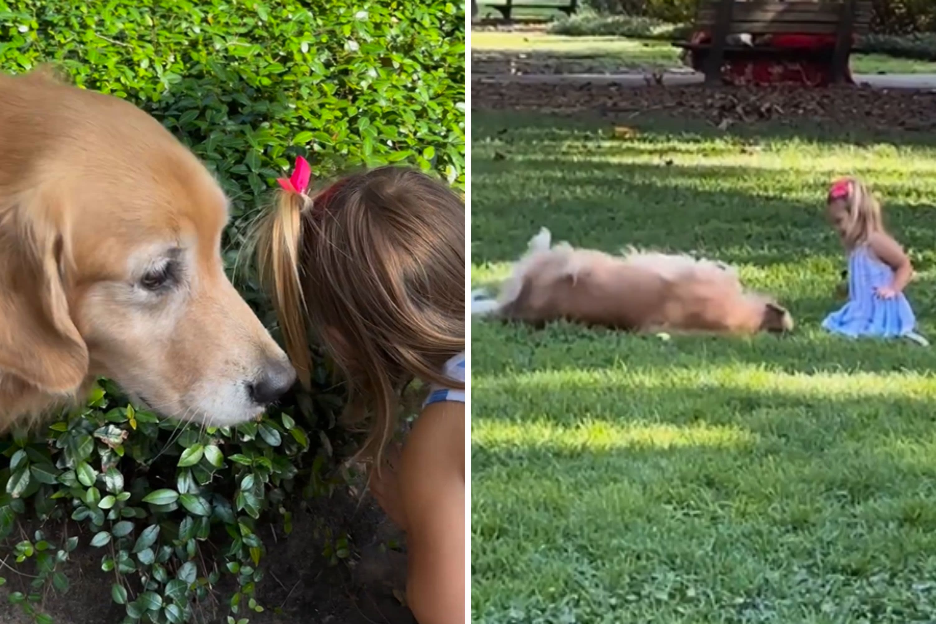 Little girl plays follow the leader with golden retriever, delights viewers