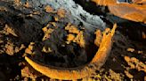 Coal miners in North Dakota unearth a mammoth tusk buried for thousands of years