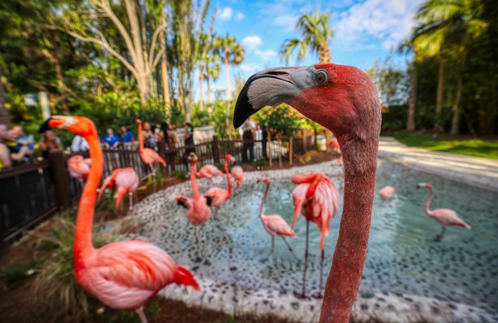 Discovery Cove introduces Flamingo Point for mixing, mingling