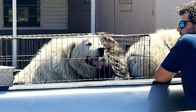 Dozens of pets served at Bamberg vaccination, microchip clinic