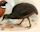 Berlepsch's tinamou