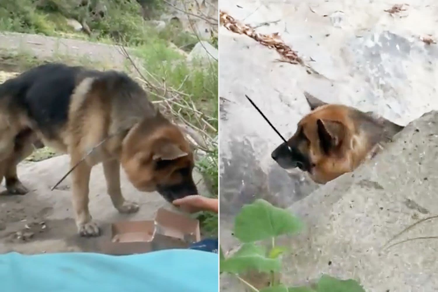 Hikers Find German Shepherd Dog with His Mouth 'Cruelly Zip Tied Shut' Abandoned in Calif. Canyon