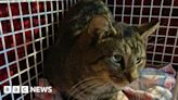Essex animal group 'inundated' after receiving 30 feral cats