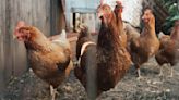 Influenza aviar: Por virus H5N2, expertos proponen vigilancia epidemiológica amplia
