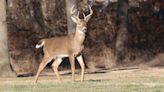 Ohio deer hunters with guns and bows slightly ahead of last year's pace