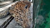 Aurangabad: Administration Warns Against Spreading Rumors About Leopard