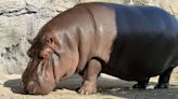 Les hippopotames savent voler mais à leur façon selon cette étude scientifique