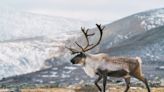 Reindeer vs. Caribou: What's the Difference?