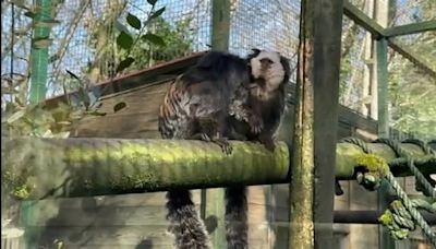 Nacen trillizos de tití de Geoffroy en el Zoo de Santillana