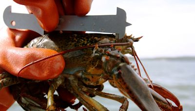 Maine fishermen call on regulators to delay new lobster size rules